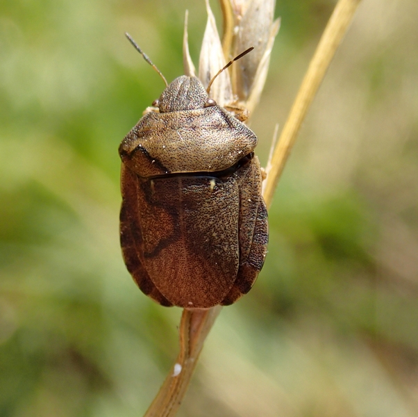 Scutelleridae: Eurygaster cf testudinaria del Veneto (TV)